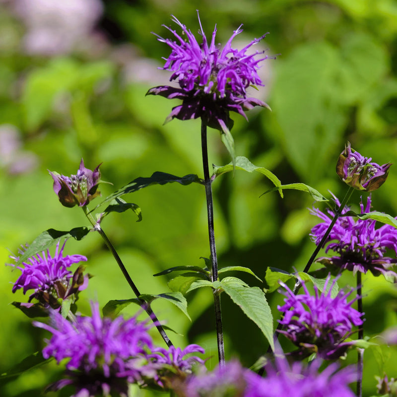 Purple Bergamot Flower seeds for Planting - Garden Favorite, Heirloom & GMO Free Seeds for Home Garden