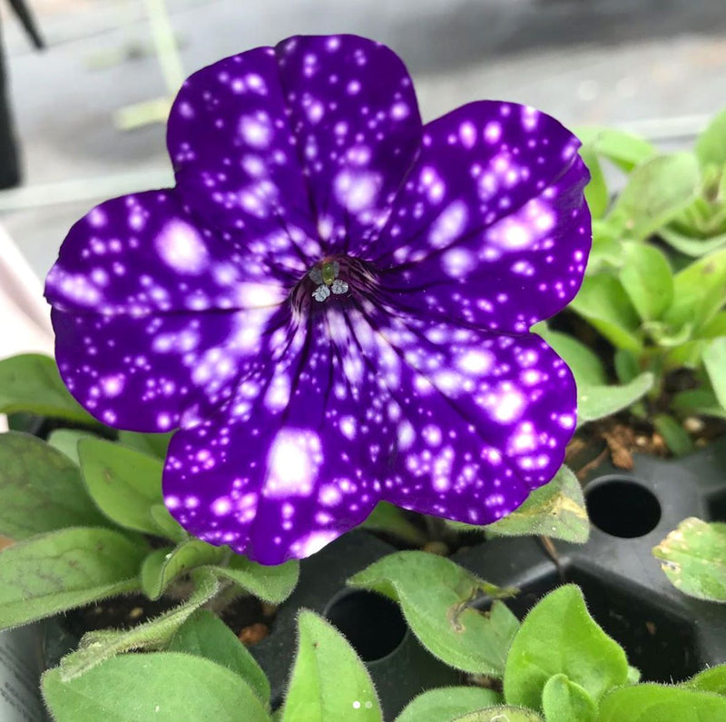 Dark Violet Starry Petunia Seeds for Spring Planting