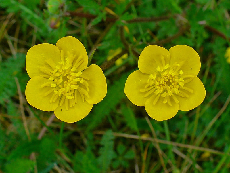 Meadow Buttercup Flower seeds for Planting Shade Tolerant Heirloom & GMO Free Seeds for Home Garden
Sale for planting in home garden