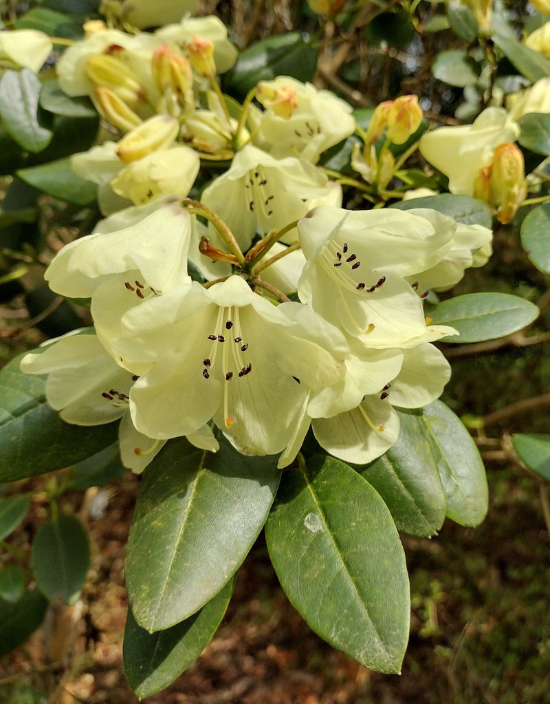 Yellow Rhododendron Campylocarpum Flower Seeds for Planting - Enhance Your Garden with Stunning Blooms