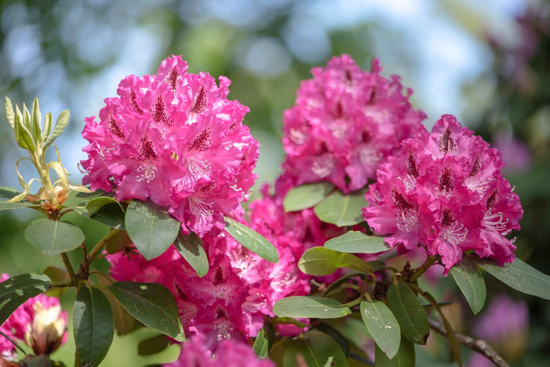 Rhododendron Flower seeds for Planting Garden Favorite Heirloom & GMO Free Seeds for Home Garden