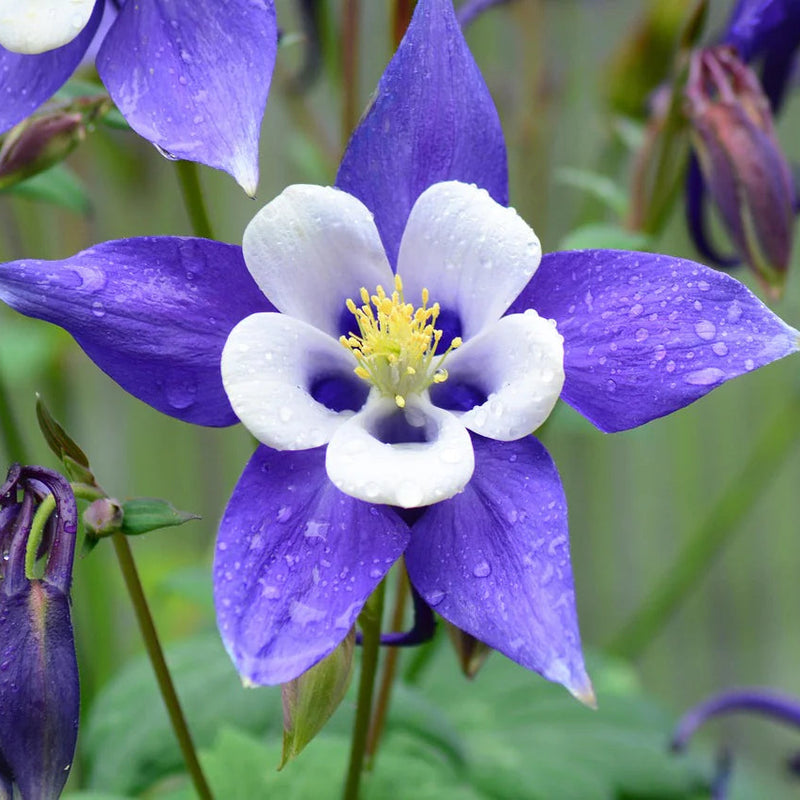 Blue White Aquilegia Coerulea Flower seeds for Planting - Drought Tolerant, Heirloom & GMO Free Seeds for Home Garden