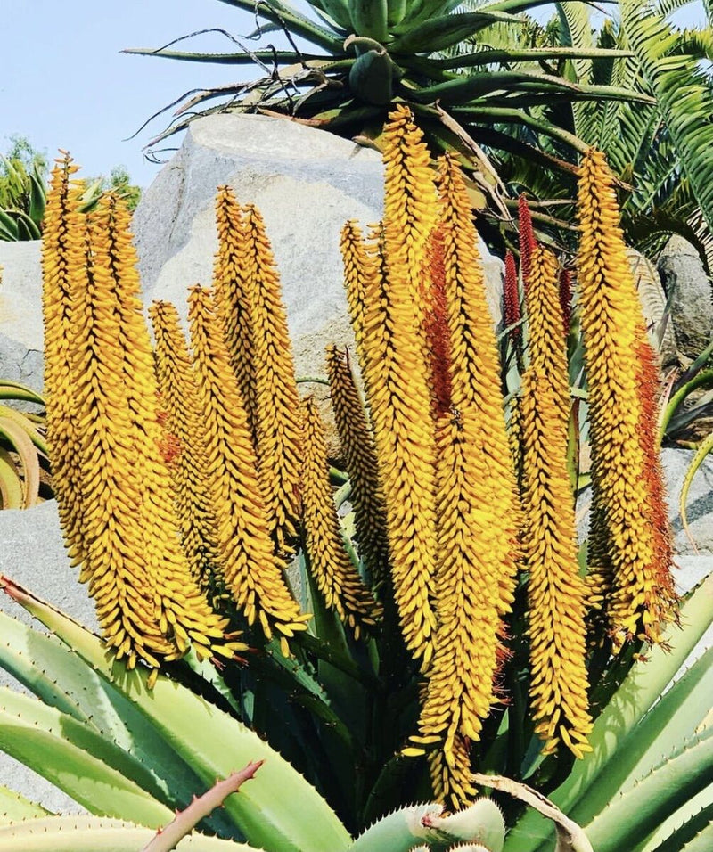 Yellow Aloe Dichotoma Flower seeds for Planting - Perfect for Borders, Heirloom & GMO Free Seeds for Home Garden
Sale seeds for home garden