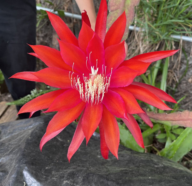 Epiphyllum Flower seeds for Planting - Cut Flower Favorite, Heirloom & GMO Free Seeds for Home Garden
Sale for planting in home garden.