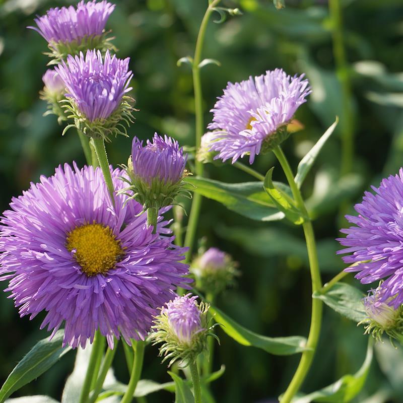 Purple Yellow Erigeron Flower Seeds for Vibrant Planting