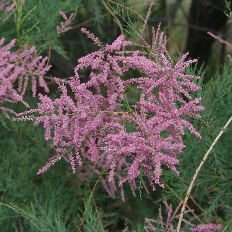 Pink Tamarix Ramosissima Flower seeds for Planting - Colorful Display, Heirloom & GMO Free Seeds for Home Garden
Sale for planting in home garden