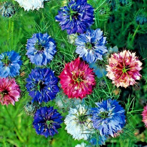 Nigella Persian Flower seeds for Planting - Wildflower Mix, Heirloom & GMO Free Seeds for Home Garden