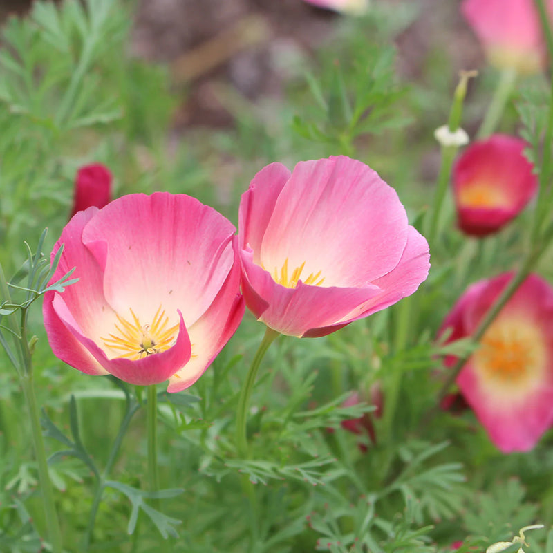 California Purple Gleam Poppy Seeds for Vibrant, Purple Blooms