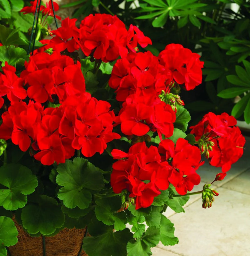Geranium Flower Seed Flower seeds for Planting Premium Quality Heirloom & GMO Free Seeds for Home Garden