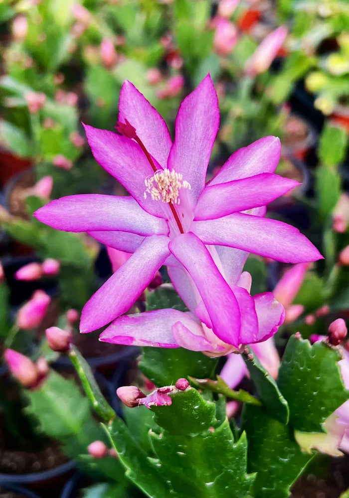 Violet Schlumbergera Flower seeds for Planting - Garden Favorite, Heirloom & GMO Free Seeds for Home Garden