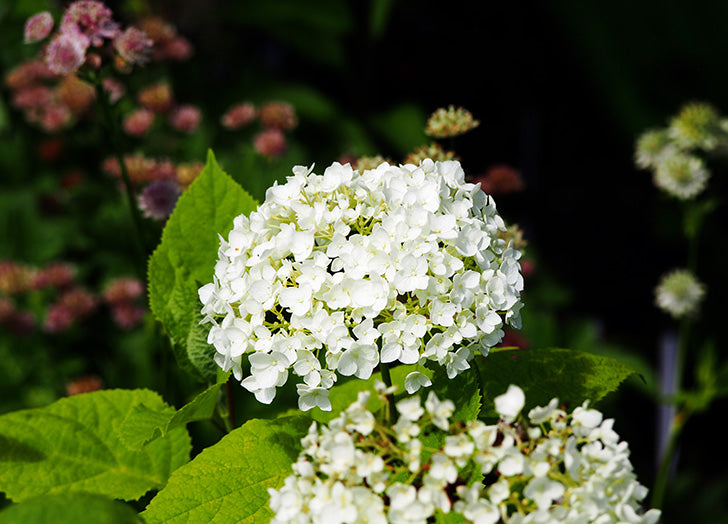 Seaside Serenade Bar Harbor Hydrangea Flower seeds for Planting - Fragrant Blossoms, Heirloom & GMO Free Seeds for Home Garden