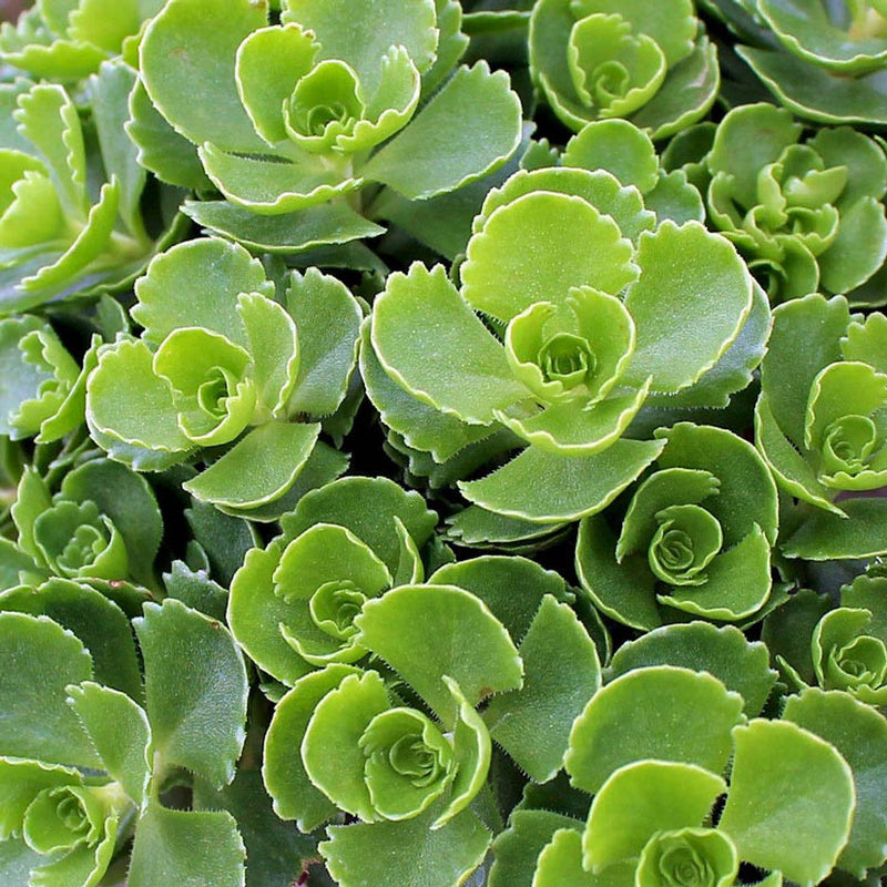 Spurium Flower seeds for Planting Easy to Grow Heirloom & GMO Free Seeds for Home Garden
Sale for planting in home garden