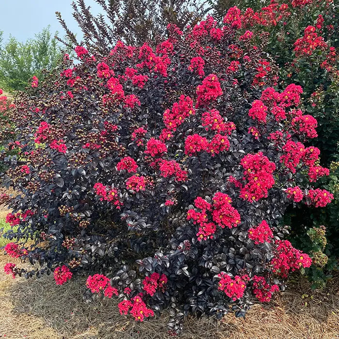 Mixed Crape Myrtle Seeds for Planting