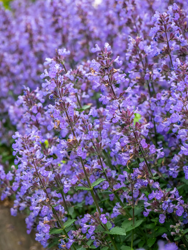 Persian Catmint Flower seeds for Planting Fragrant Blossoms Heirloom & GMO Free Seeds for Home Garden