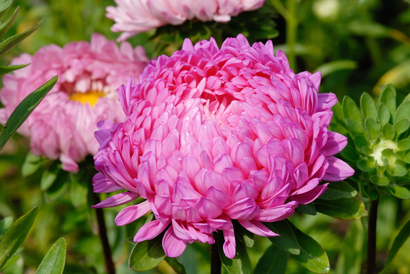 Pink Callistephus Flower Seeds for Planting Hardy Variety Heirloom & GMO Free Seeds for Home Garden
Sale