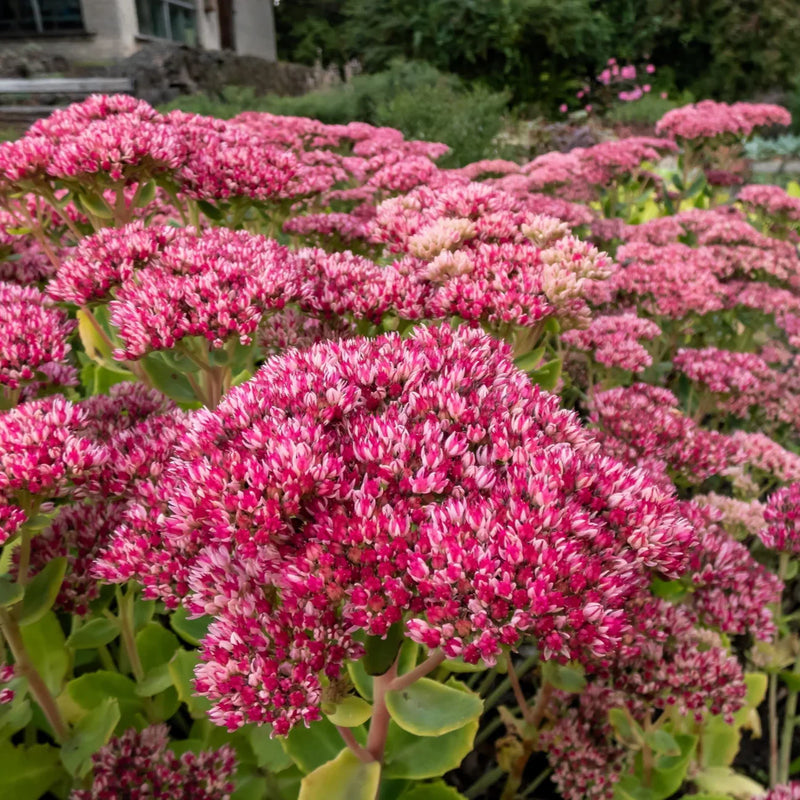 Sedum Emperors Flower seeds for Planting - Fragrant Blossoms, Heirloom & GMO Free Seeds for Home Garden