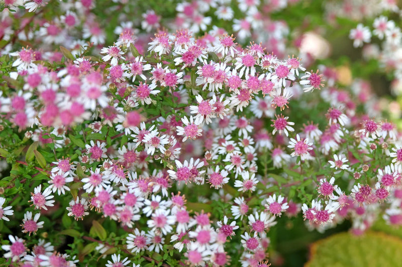 Aster Lateriflorus Flower seeds for Planting Easy to Grow Heirloom & GMO Free Seeds for Home Garden