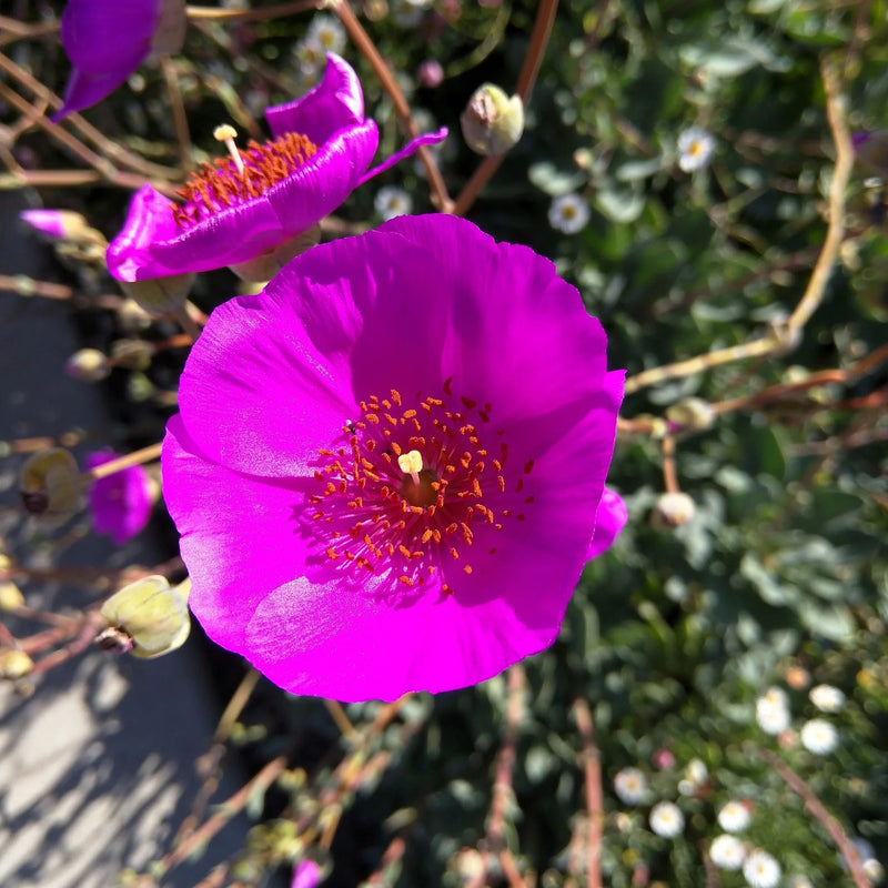Red Rock Purslane Ruby Tuesday or Calandrinia Flower seeds for Planting - Cut Flower Favorite, Heirloom & GMO Free Seeds for Home Garden
