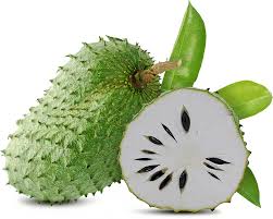Soursop fruit growth stages on a tropical tree