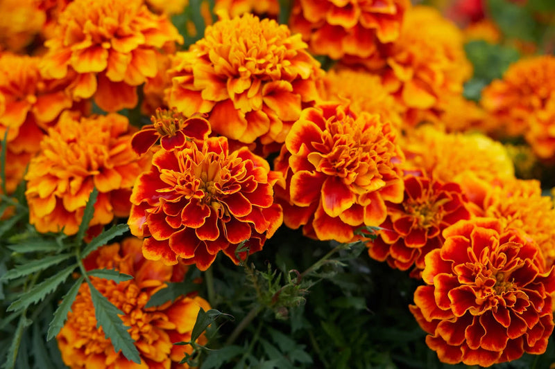 Marigold Sparky Flower seeds for Planting Cut Flower Favorite Heirloom & GMO Free Seeds for Home Garden
Sale for planting in home garden