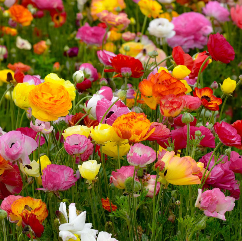 Ranunculus Flower seeds for Planting Long Bloom Season Heirloom & GMO Free Seeds for Home Garden