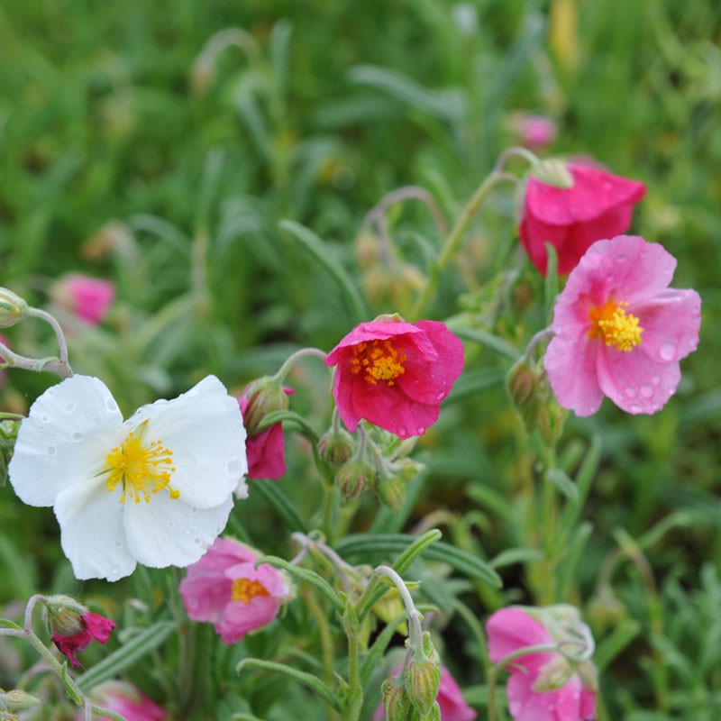 Helianthemum Flower seeds for Planting Bright Blooms Heirloom & GMO Free Seeds for Home Garden
Sale for planting in home garden
