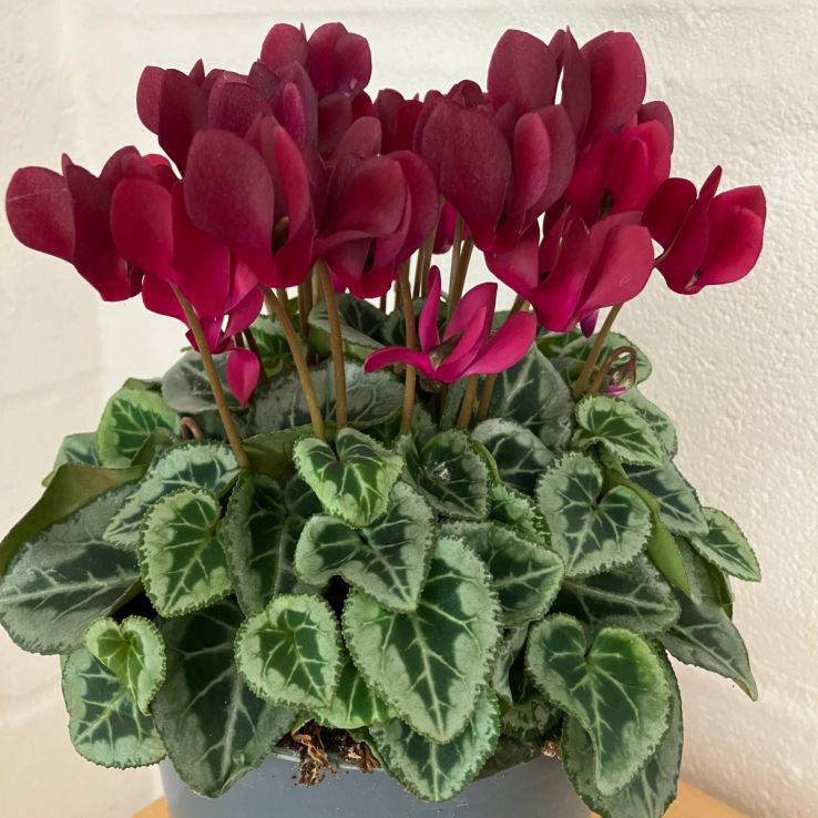 Burgundy Cyclamen Flower seeds for Planting Fragrant Blossoms Heirloom & GMO Free Seeds for Home Garden
Sale