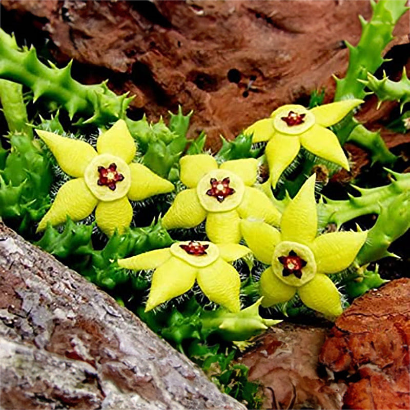 Stapelia Pulchella Flower Seeds for Easy Planting