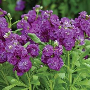 Matthiola Incana Flower seeds for Planting - Premium Quality, Heirloom & GMO Free Seeds for Home Garden