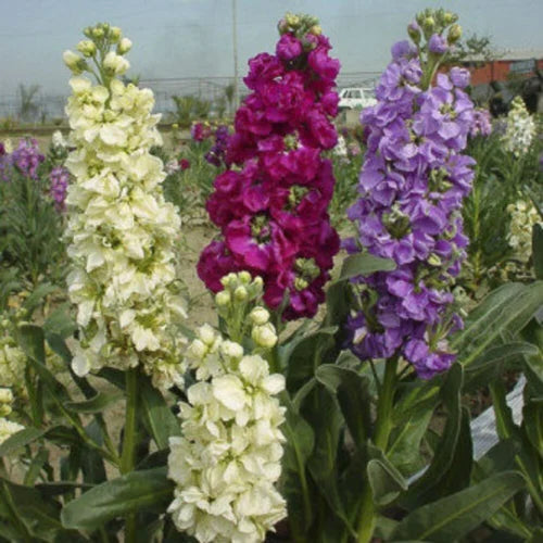 Mixed Matthiola Incana Flower seeds for Planting - Bright Blooms, Heirloom & GMO Free Seeds for Home Garden