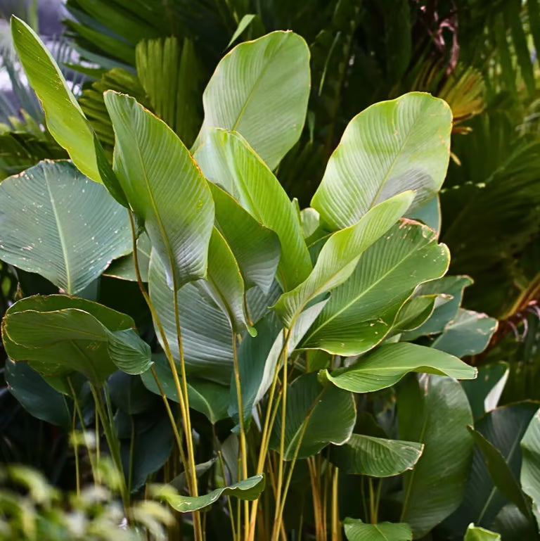 Cream Green Calathea Lutea Flower seeds for Planting - Vibrant Colors, Heirloom & GMO Free Seeds for Home Garden