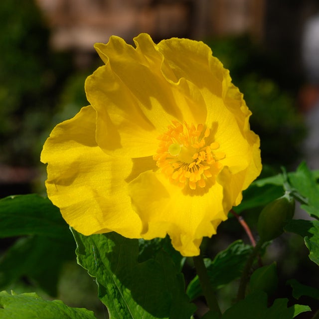 Stylophorum Lasiocarpum Flower seeds for Planting Fragrant Blossoms Heirloom & GMO Free Seeds for Home Garden
Sale for planting in home garden