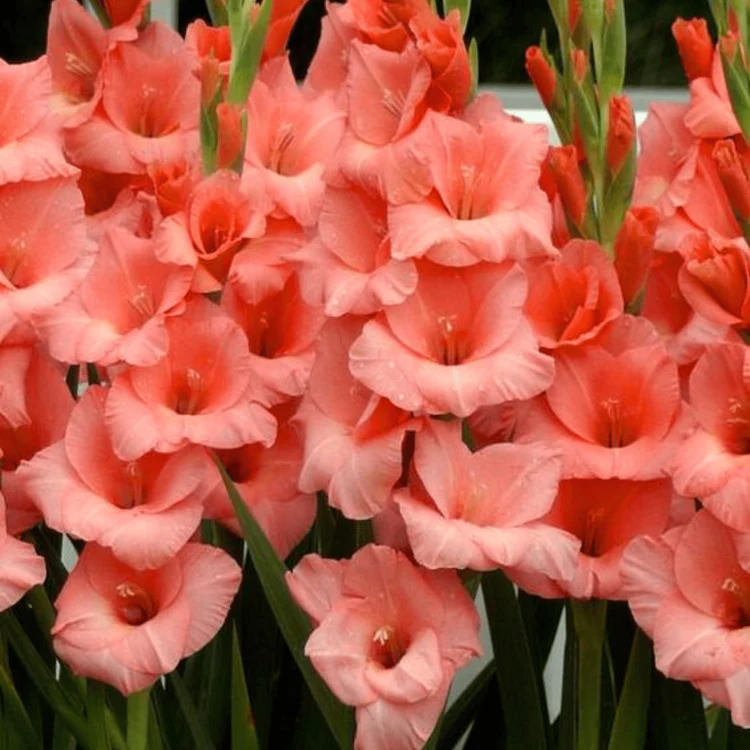 Summer Garden Gladiolus Seeds for Planting