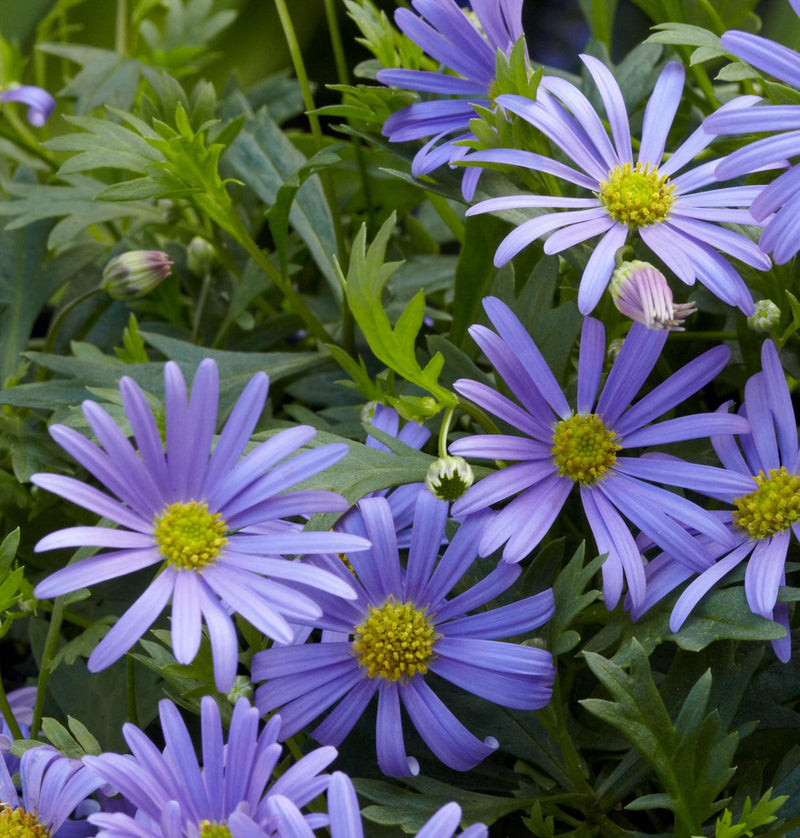 Blue Brachycome Flower Seeds: Essential Planting Guide