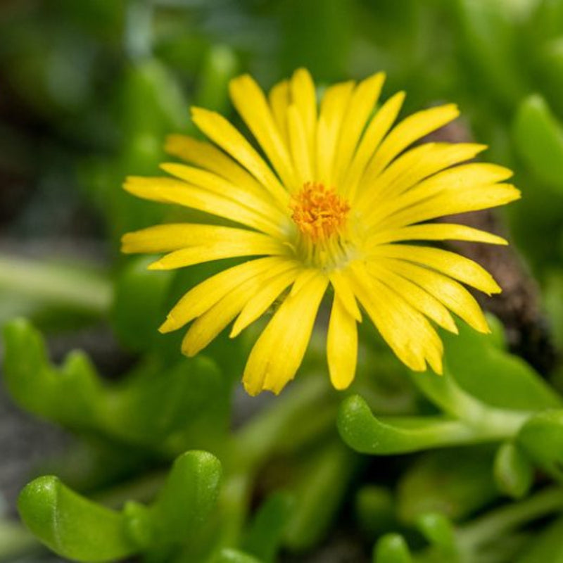Yellow Red Ice Flower seeds for Planting - Hardy Variety, Heirloom & GMO Free Seeds for Home Garden