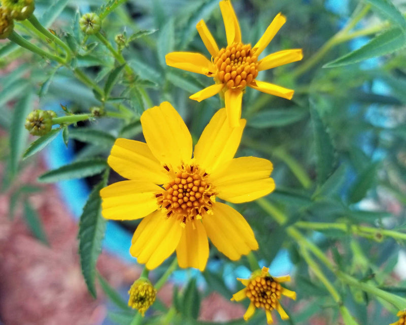 Lemmonii Flower seeds for Planting - Bright Blooms, Heirloom & GMO Free Seeds for Home Garden