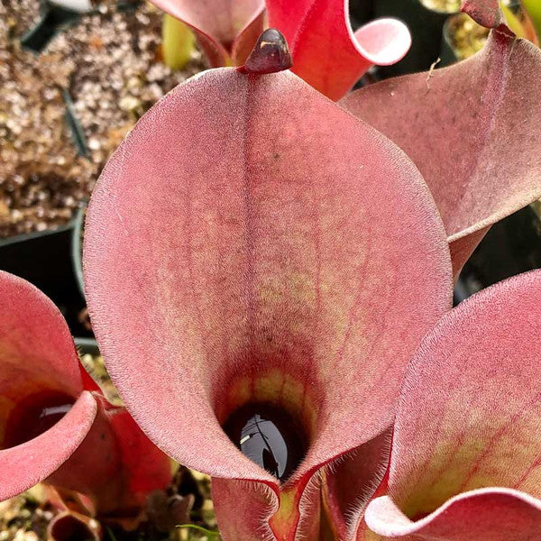 Red Heliamphora Pulchella Flower seeds for Planting - Hardy Variety, Heirloom & GMO Free Seeds for Home Garden