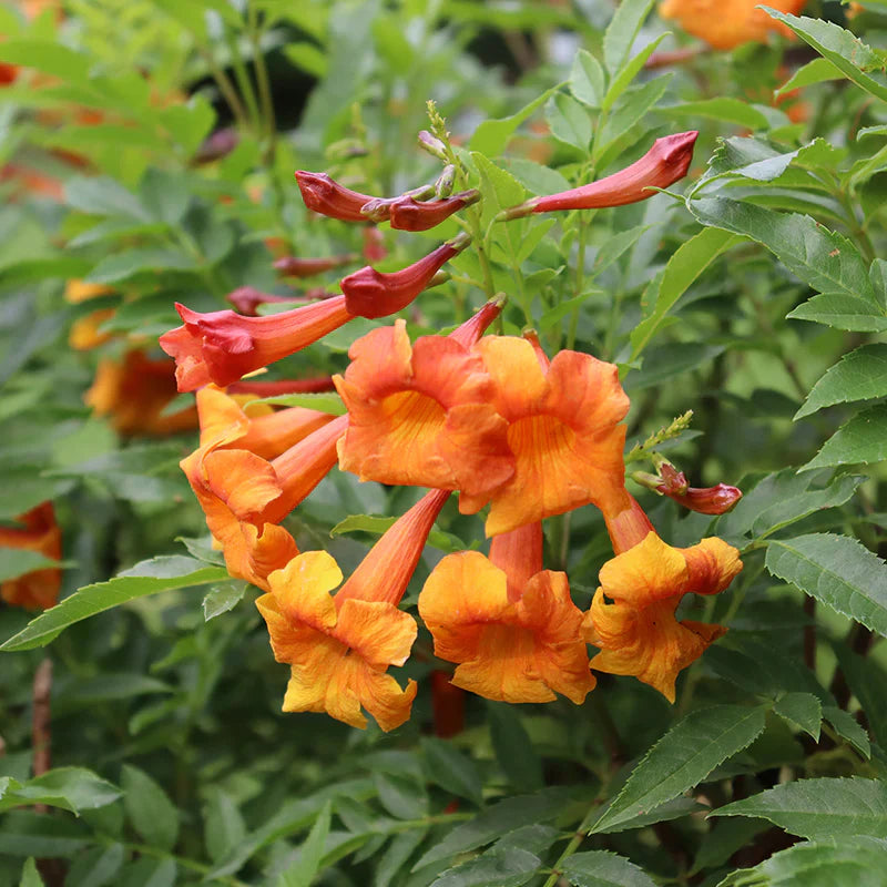 Orange Bells Flower seeds for Planting Cottage Garden Essential Heirloom & GMO Free Seeds for Home Garden
Sale seeds for home garden planting