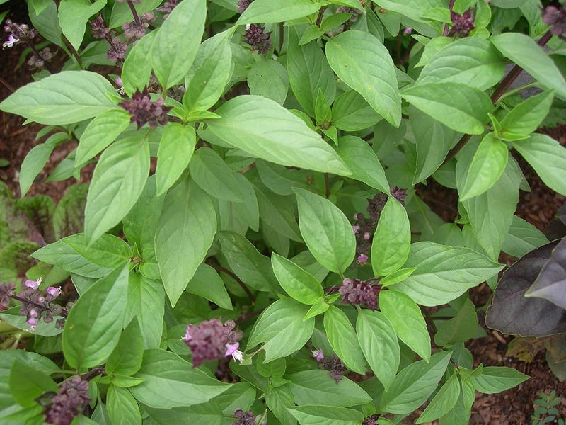Thai Basil seeds Ocimum basilicum ornamental herb