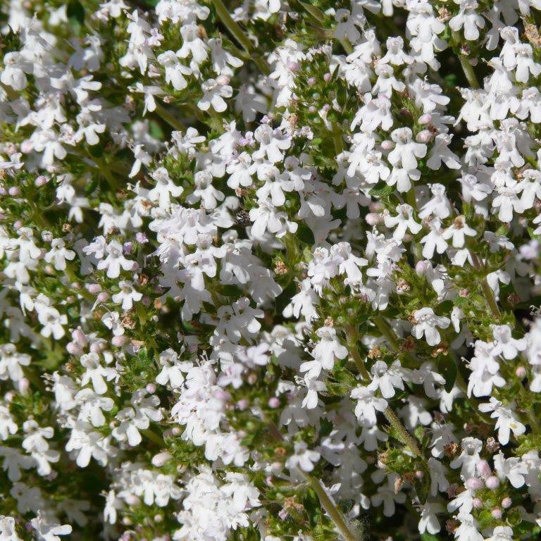 Thymus Fragrantissimu Flower seeds for Planting Cottage Garden Essential Heirloom & GMO Free Seeds for Home Garden