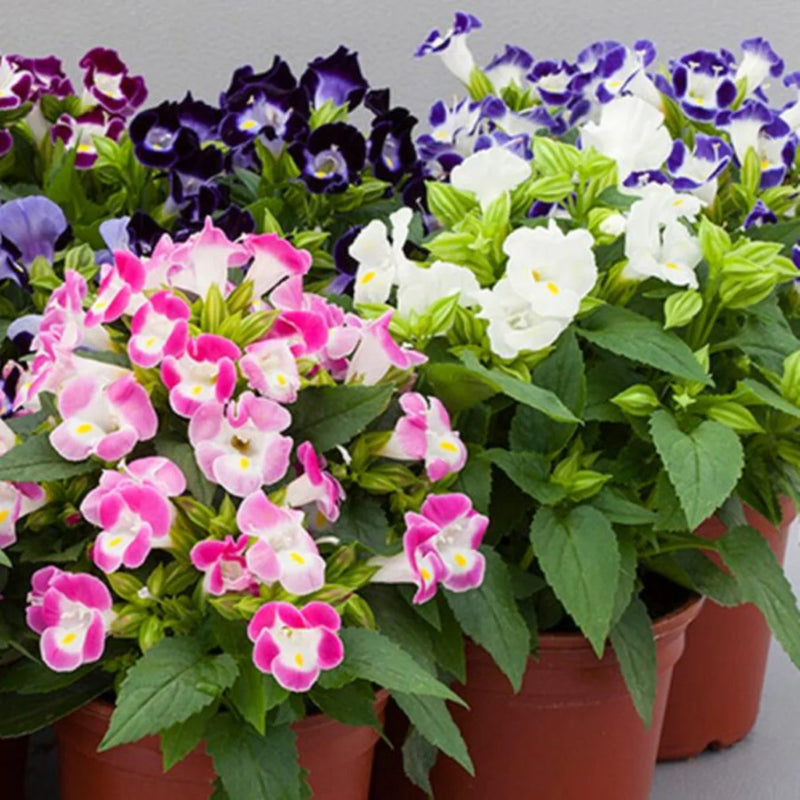 Mix Fournieri Flower seeds for Planting - Hardy Variety, Heirloom & GMO Free Seeds for Home Garden