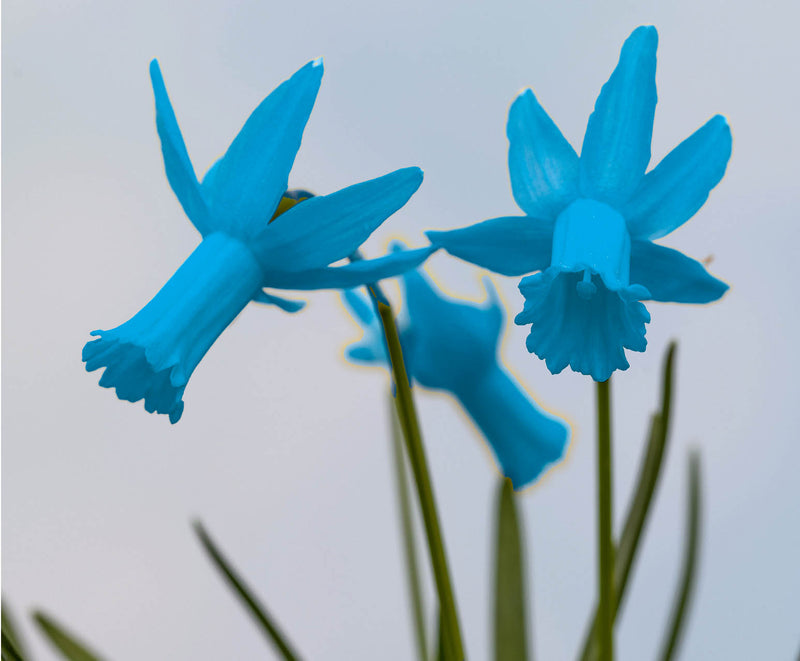 Sky Blue Daffodil Flower Seeds for Planting Garden Favorite Heirloom & GMO Free Seeds for Home Garden Sale