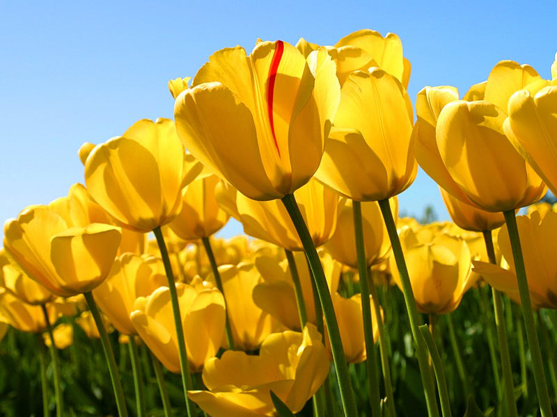 Yellow Tulip Flower Seeds for Garden Low Maintenance Heirloom & GMO Free Seeds for Home Garden
Sale