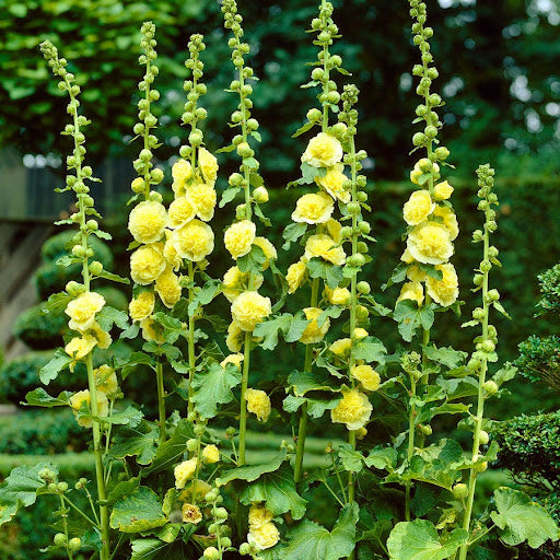 Yellow Hollyhock Flower seeds for Planting - Colorful Display, Heirloom & GMO Free Seeds for Home Garden