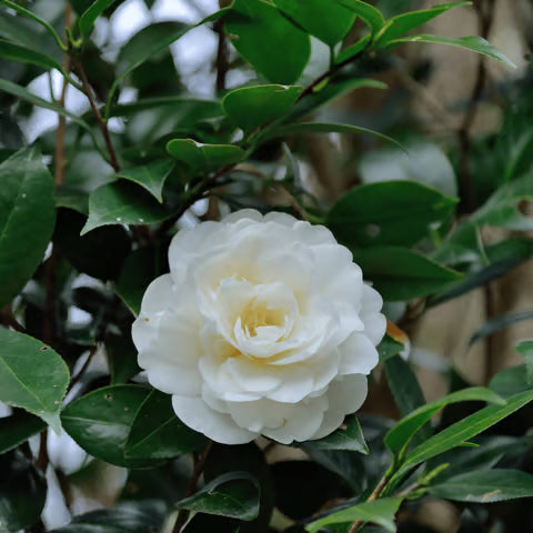 White Camellia Flores Flower Seeds for Planting Cut Flower Favorite Heirloom & GMO Free Seeds for Home Garden
Sale