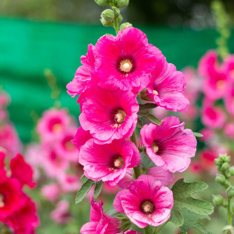 Pink Hollyhock Flower seeds for Planting Colorful Display Heirloom & GMO Free Seeds for Home Garden
Sale seeds for home garden planting