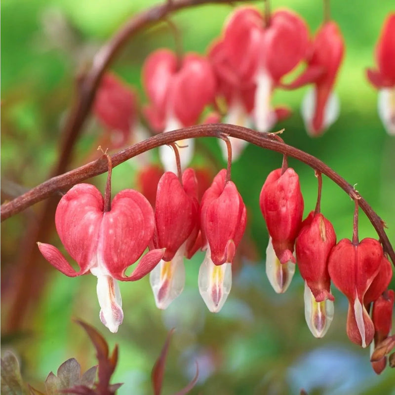 Bleeding Heart Flower seeds for Planting - Compact Growth, Heirloom & GMO Free Seeds for Home Garden
Sale for planting in home garden