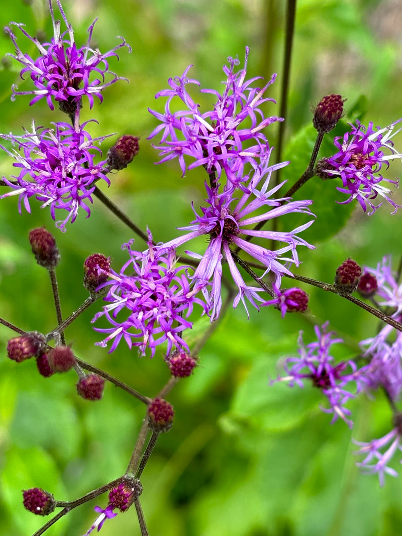 Vernonia Gigantea Flower seeds for Planting Compact Growth Heirloom & GMO Free Seeds for Home Garden