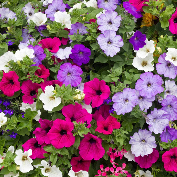 Vibrant Multi-Color Petunia Flower Seeds for Planting