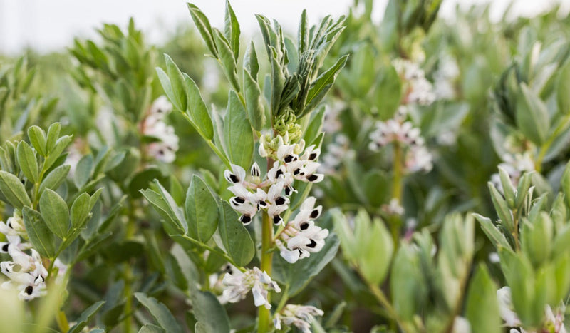 Vicia faba seeds non GMO for planting